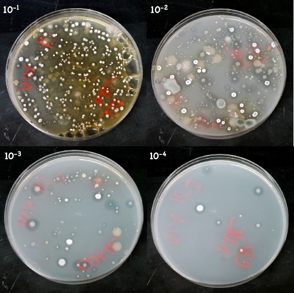 AIA after incubation