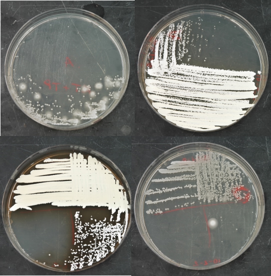 Streaks for isolated colonies on penassay agar