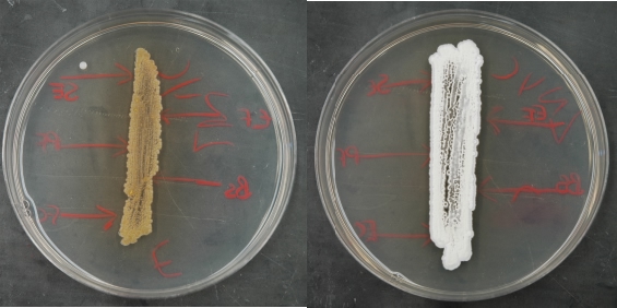 An appropriately grown test plate