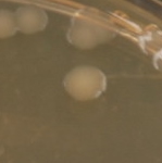 Colony morphology
