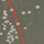 Colony morphology