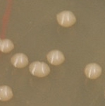 Colony morphology