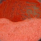 Catalase test