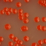 Colony morphology