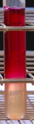 Nitrate broth reaction
